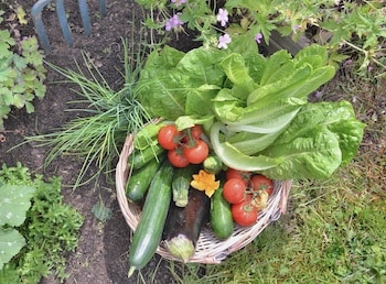 etwas aus dem Garten ernten