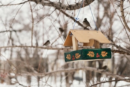 Baut ein Vogel Futterhaus