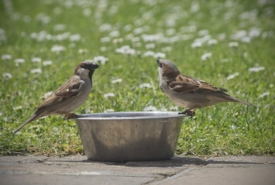 Gebt den Vögeln Wasser