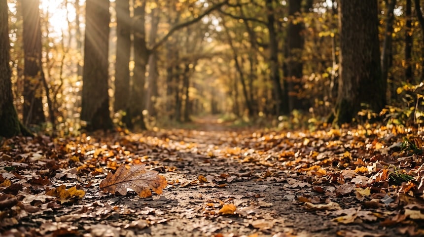 Waldweg im Herbst mit gelben und braunen Blättern, warmes Nachmittagslicht