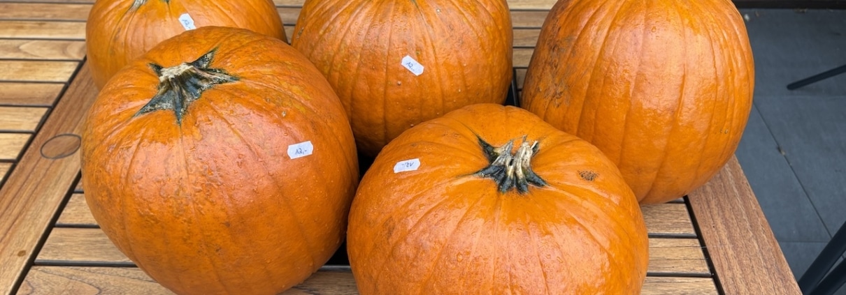 Fünf orangefarbene Halloween-Kürbisse vom Hof Bartels auf dem Holztisch auf Opas Terrasse