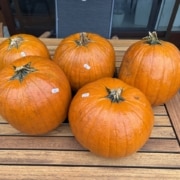 Fünf orangefarbene Halloween-Kürbisse vom Hof Bartels auf dem Holztisch auf Opas Terrasse
