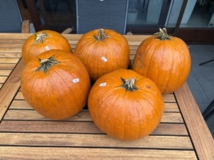 Fünf orangefarbene Halloween-Kürbisse vom Hof Bartels auf dem Holztisch auf Opas Terrasse
